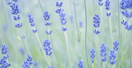 Psicólogos Benavente Lola Fernández Coach - Adultos, infantil y adolescentes en Benavente