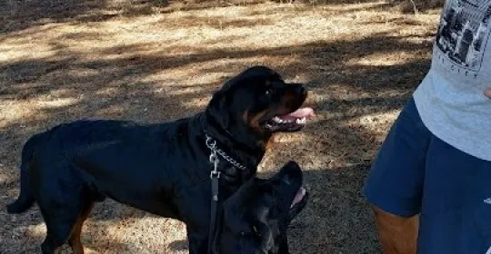Bebedero Monte De Las Encinas en Boadilla del Monte
