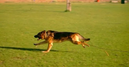 CINOCAN RESIDENCIA CANINA Y FELINA en Almansa