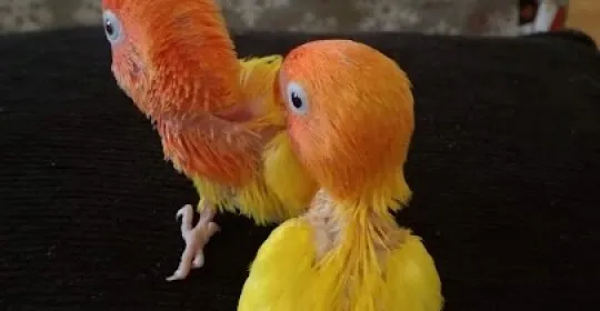SHURIKEN DOJO en Torre-Pacheco