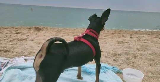 Platja canina Sant Vicenç de Montalt en Sant Vicenç de Montalt