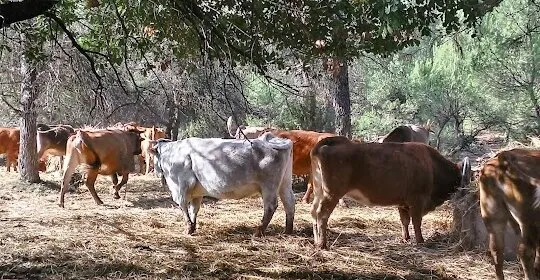 Pavelló de l'Oller en Sant Martí de Centelles