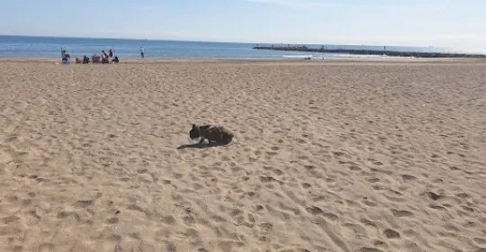 Platja meliana en Meliana