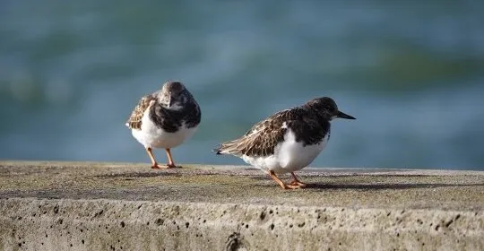 Getxo Arraun/ Club De Remo De Getxo en Getxo