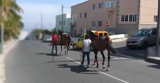 cuadras gregorio rasquin en San Bartolomé de Tirajana