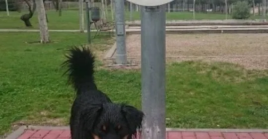 Gimnasio aire aire libre , parque central, Tres Cantos en Tres Cantos