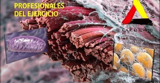 C.A.R. el Templo en Antequera