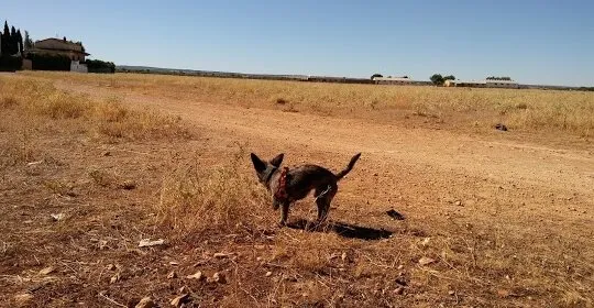 Complejo Deportivo Codetosa en Tomelloso